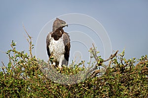 Martial Eagle - Polemaetus bellicosus large brown eagle in Africa, Polemaetus, booted eagle subfamily Aquilinae, fairly