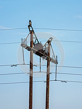 Martial eagle, Polemaetus bellicosus. Madikwe Game Reserve, South Africa