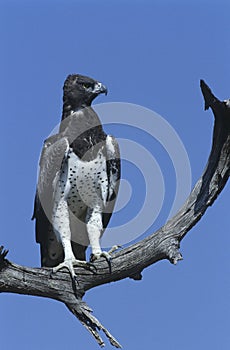 Martial Eagle (Polemaetus bellicosus) perching on branch