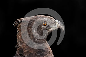 Martial eagle portrait