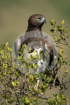 Martial eagle sits in bush turning right