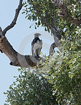 Martial Eagle sitting on a branch in Chobe National Park, Botswana