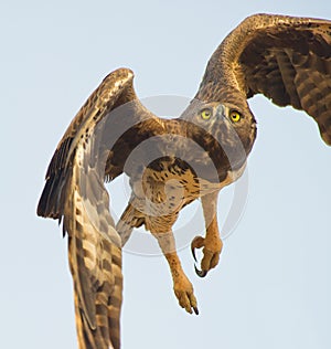 A Martial Eagle taking off