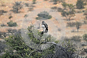 Martial Eagle on a tree in Kgalagadi