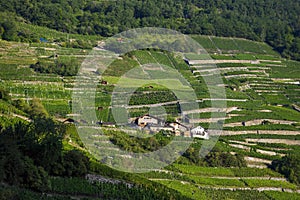 Terraced vineyards above Martigny photo