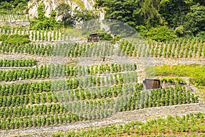 Martigny (Switzerland) - Vineyards