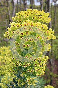 Martin`s spurge in flower