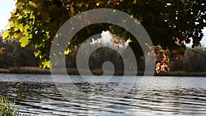 Martin`s summer, leaf fall. Maples with yellowed leaves