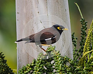 Martin triste perching on palm tree photo