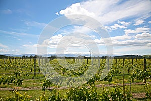 Martinborough vineyard in the summer