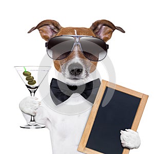 Martini dog photo