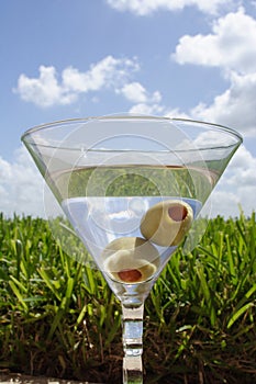 Martini on the lawn