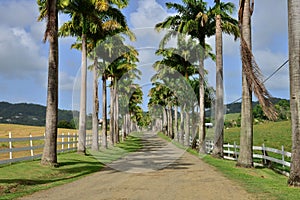 Martinique, picturesque city of Riviere Pilote in West Indies photo