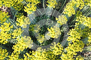 Martins spurge green flowers on green foliage