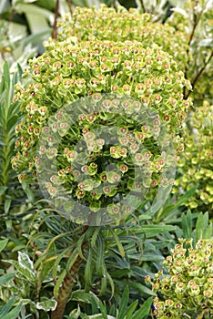 Martinâ€™s Spurge