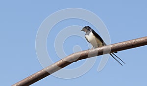 Martlet on the tube