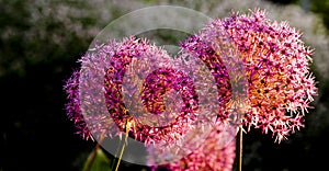 Martyn or blood lily bulb