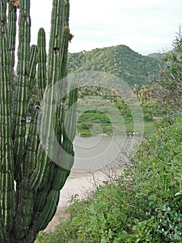 Maruata cactus