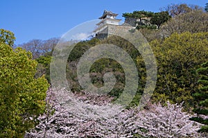 Marugame Castle in spring
