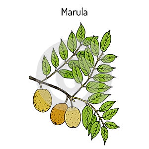 Marula sclerocarya birrea , or jelly plum, cat thorn, morula, cider tree, medicinal plant