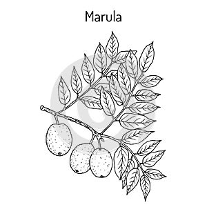 Marula sclerocarya birrea , or jelly plum, cat thorn, morula, cider tree, medicinal plant