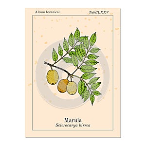 Marula sclerocarya birrea , or jelly plum, cat thorn, morula, cider tree, medicinal plant