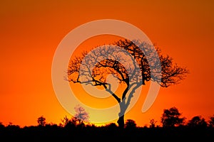 Marula tree sunset