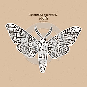 Marumba sperchius, hand draw sketch vector