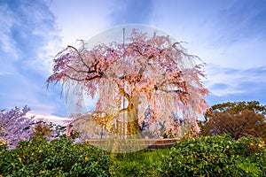 Maruyama Park in Spring