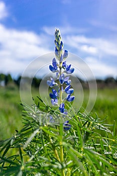 Marvel at the beauty of the Bluebonnet in this captivating image, capturing the essence of the wild and spring.