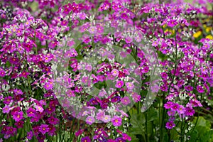 Marvel Crimson Primula Flowers