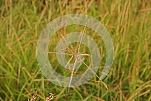 Marvel grass or Hindi grass, commonly used as a forage for livestock