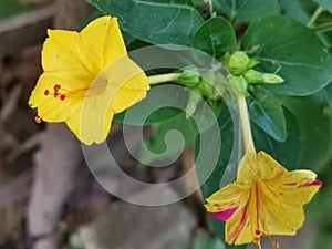 Marvel of Peru In bengali Sandha Maloti