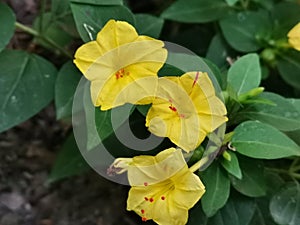 Marvel of Peru In bengali Sandha Maloti