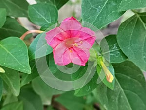 Marvel of Peru In bengali Sandha Maloti