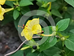 Marvel of Peru In bengali Sandha Maloti