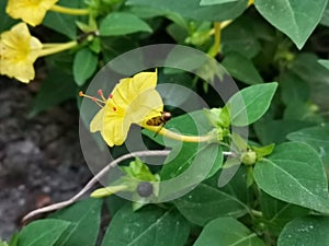 Marvel of Peru In bengali Sandha Maloti