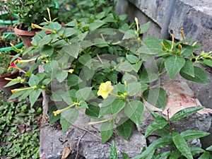 Marvel of Peru In bengali Sandha Maloti