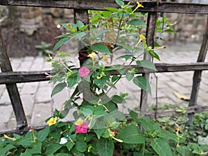 Marvel of Peru In bengali Sandha Maloti