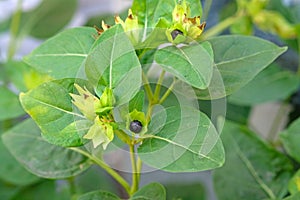 Marvel of Peru flower or starflower with green leaves and black seeds.