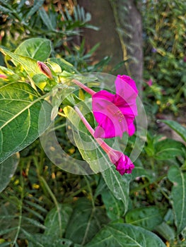 Marvel of peru flower stock photos