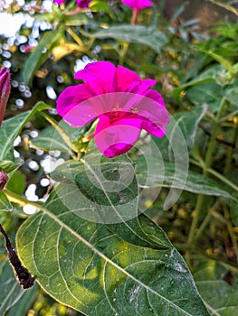 Marvel of peru flower stock photos