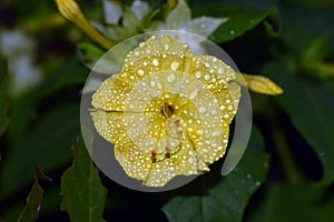 Marvel of Peru four o`clock flower