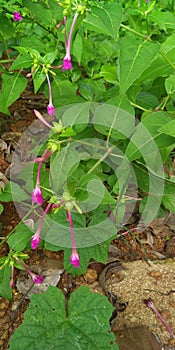 Marvel of peru or four o& x27;clock flower