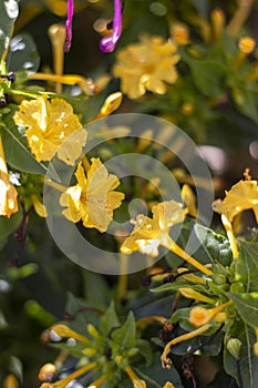 Marvel of Peru (Mirabilis jalapa) flower