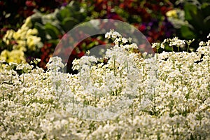 Marvel White Primula Flowers