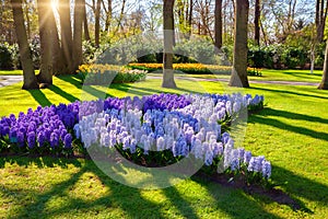 Marvellous blue hyacinth flowers in the Keukenhof park