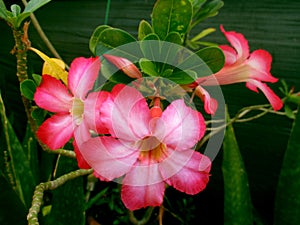 Marvellous Desert roses, Adenium, in the tropical sun in a garden in Darwin, NT Australia