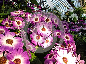 Marvellous display of Fitzroy Gardens Conservatory, Melbourne