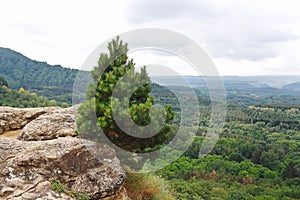 Marvellous lonely pine tree growing on rock